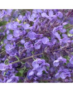 Catmint 'Junior Walker's' 1G