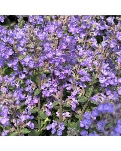 Catmint 'Purrsian Blue' 1G