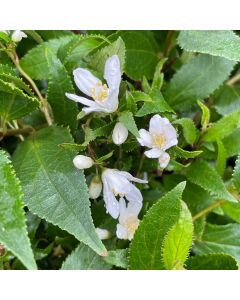 Nikko Deutzia