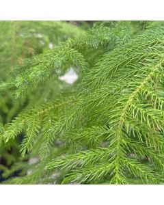Norfolk Pine 10"