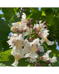Northern Catalpa