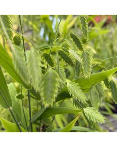 Northern Sea Oats 1G