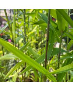 Northern Sea Oats 1G