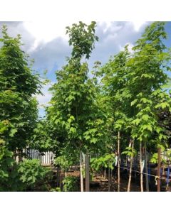 Northwood Red Maple