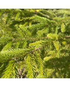 Norway Spruce