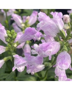 Obedient Plant 'Pink Manner' 1