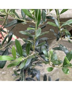 Olive Plant 6"