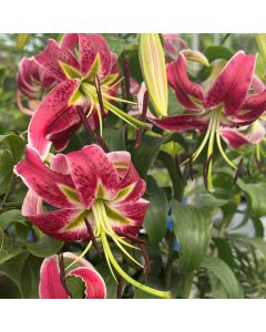 Orienpet Lily 'Black Beauty' 1