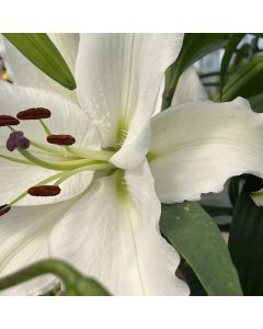 Oriental Lily 'Casablanca' 1G