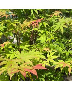 Osakazuki Japanese Maple