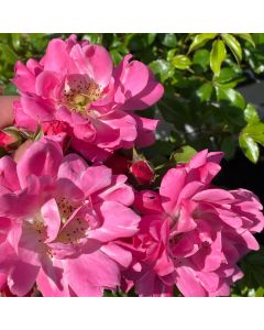 Oso Easy Double Pink Shrub Rose