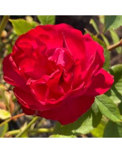 Oso Easy Double Red Shrub Rose