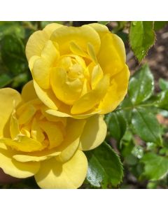 Oso Easy Lemon Zest Shrub Rose