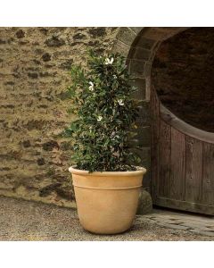 Carema Planter, XLG 