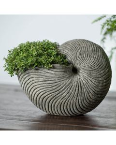 Ammonite Planter