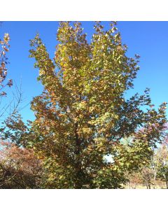 Pacific Sunset Maple