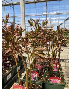 Peony 'Raspberry Sundae' 1G