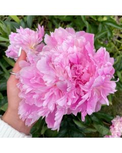 Peony 'Sarah Bernhardt' 1G