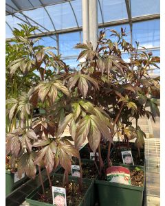 Peony 'Shirley Temple' 1G