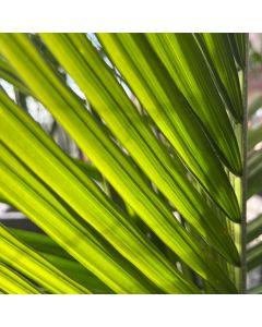Majesty Palm