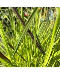 Panicum 'Cheyenne Sky' 1G