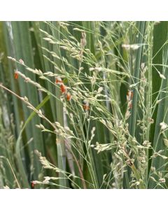 Panicum 'Northwind'