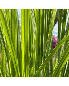 Panicum 'Northwind'