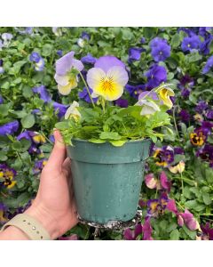 4" Pansy/ Viola/ Early Spring