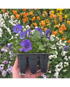 Pansy / Viola Cell Pack