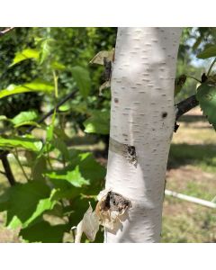 Paper Birch Clump