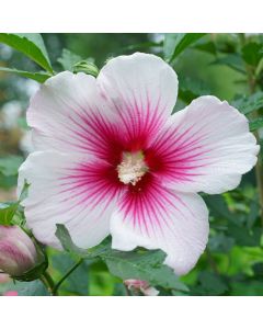 Paraplu Pink Rose of Sharon