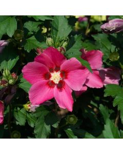Paraplu Rouge Rose of Sharon