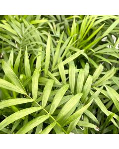 4" Palm, Parlour