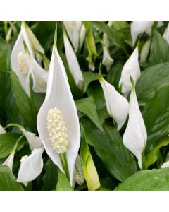 4" Peace Lily