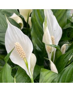 Peace Lily