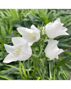Bellflower 'Takion White' 1G