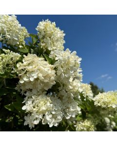 Peegee Hydrangea Std