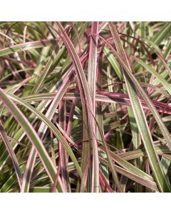 Fountain Grass 'Cherry Spark'1
