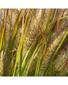 Pennisetum 'Desert Plains' 1G