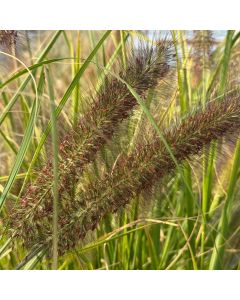 Pennisetum 'Moudry' 1G