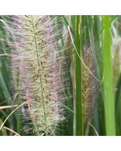 Pennisetum 'Redhead' 1G