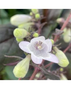 Beardtongue 'Blackbeard' 1G