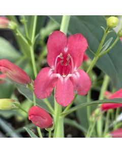 Beardtongue 'Riding Hood' 1G
