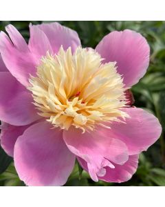 Peony 'Bowl of Beauty' 1G