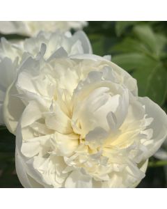 Peony 'Duchess de Nemours' 1G