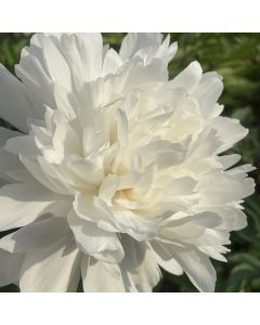 Peony 'Festiva Maxima' 1G
