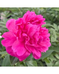 Peony 'Kansas' 1G