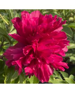Peony 'Karl Rosenfield' 1G