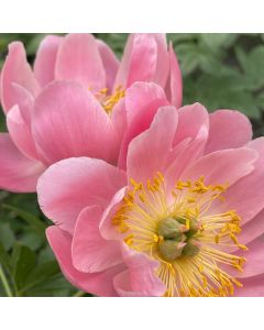 Peony 'Pink Hawaiian Coral' 1G