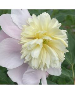 Peony 'Primevere' 1G